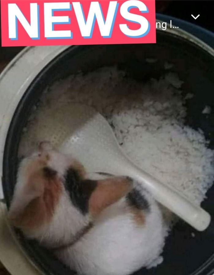 masak nasi nyeleneh © berbagai sumber