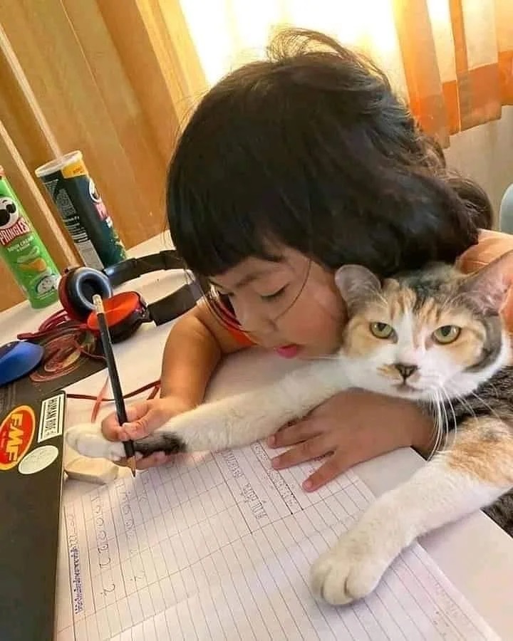 kucing nempel ke manusia © Instagram kucing nempel ke manusia © Instagram