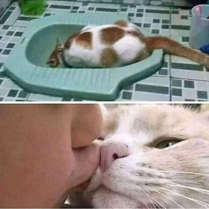 kucing nempel ke manusia © Instagram