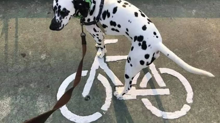 kena ilusi optik jadi bingungin © berbagai sumber