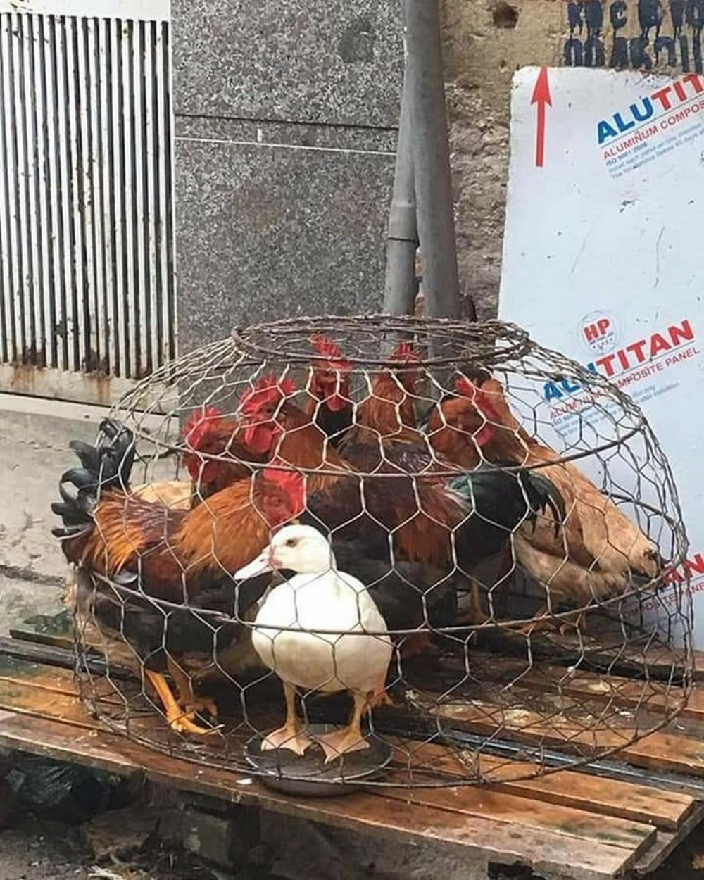 penampakan nyeleneh di kandang © berbagai sumber