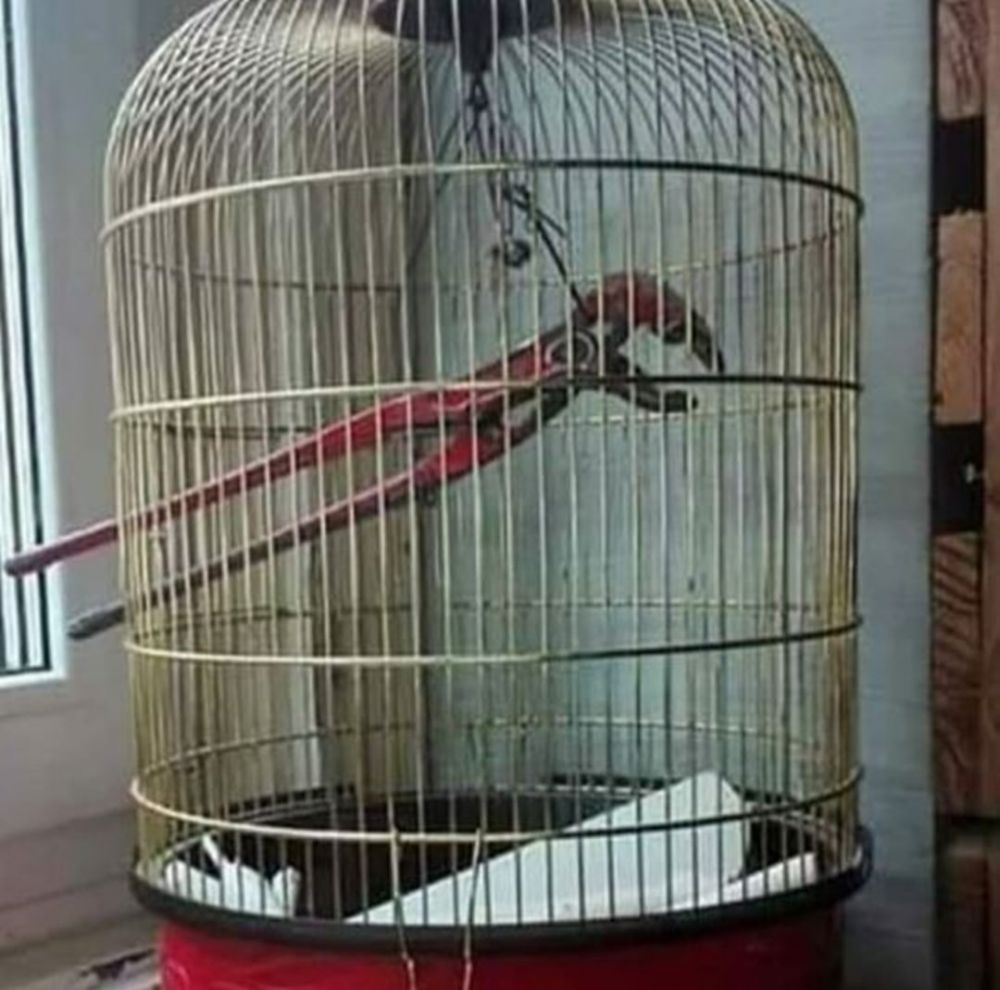 penampakan nyeleneh di kandang © berbagai sumber