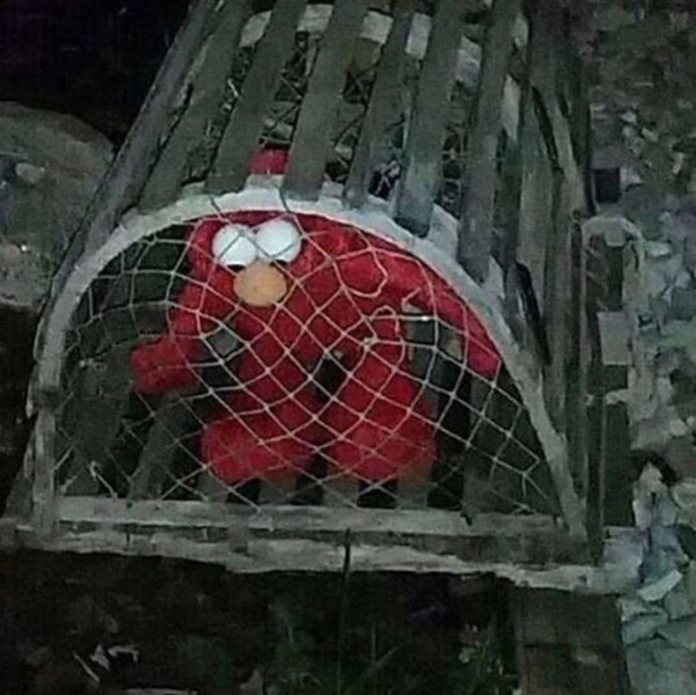 penampakan nyeleneh di kandang © berbagai sumber