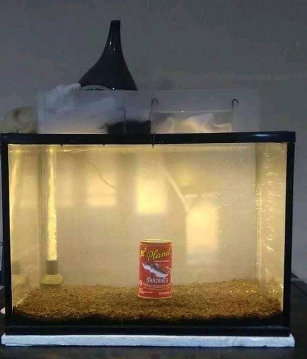 penampakan nyeleneh di kandang © berbagai sumber