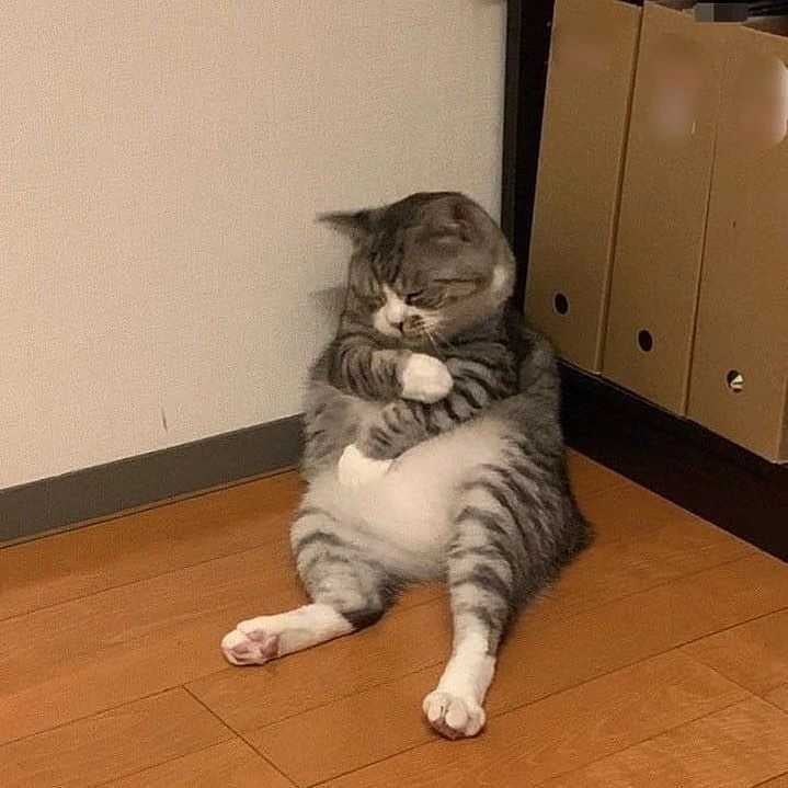 pose duduk kucing nyeleneh © berbagai sumber