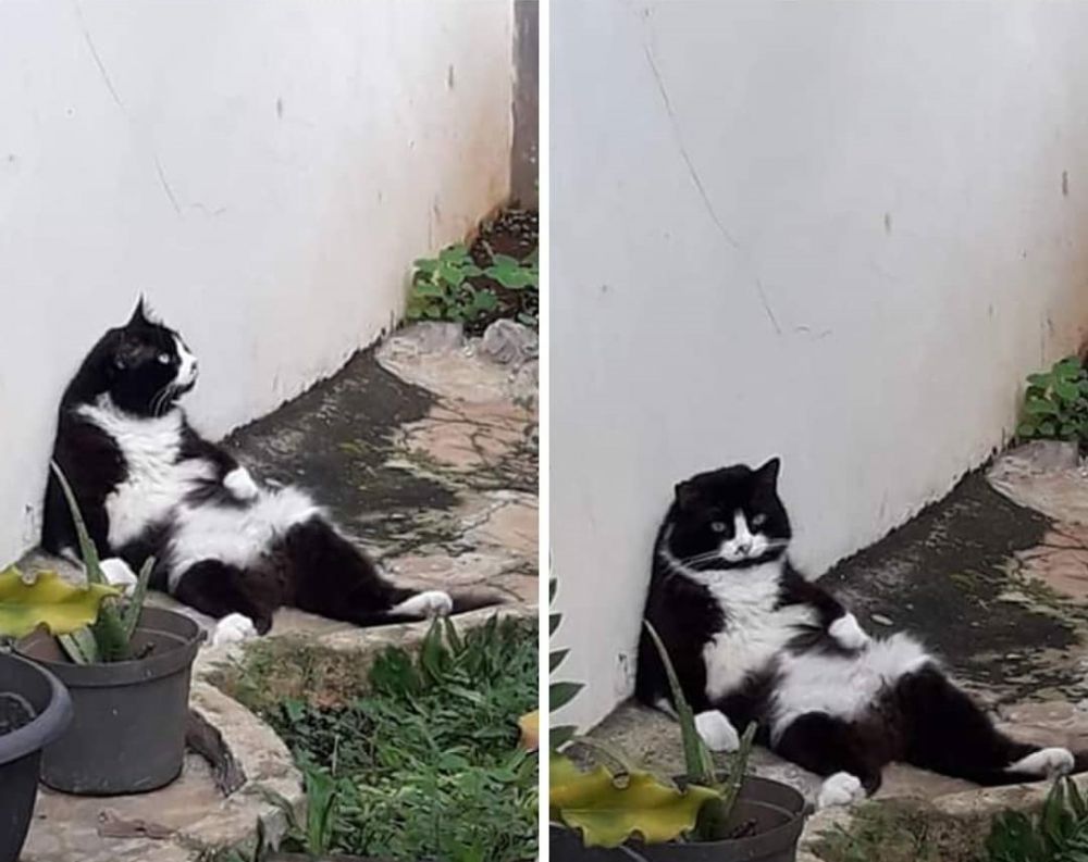 pose duduk kucing nyeleneh © berbagai sumber