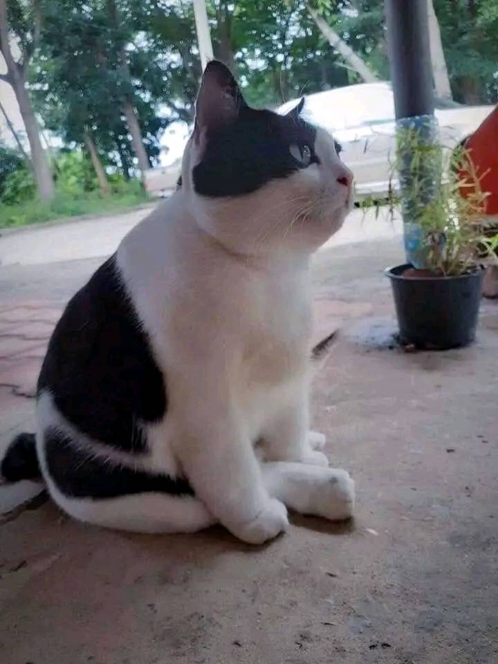 pose duduk kucing nyeleneh © berbagai sumber