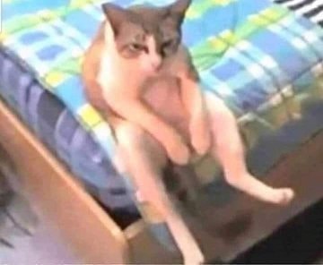 pose duduk kucing nyeleneh © berbagai sumber