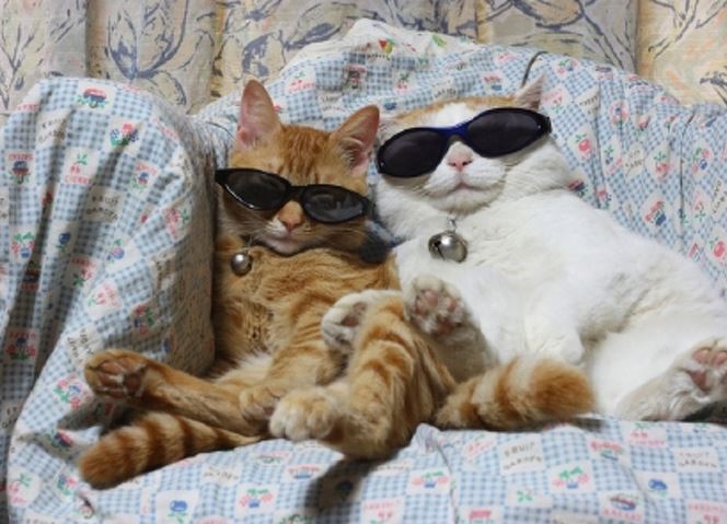 pose duduk kucing nyeleneh © berbagai sumber