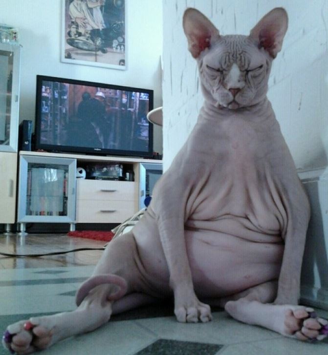 pose duduk kucing nyeleneh © berbagai sumber