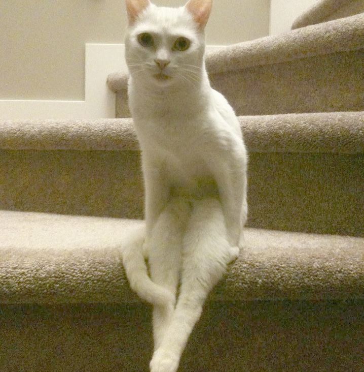 pose duduk kucing nyeleneh © berbagai sumber