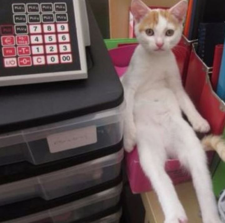 21 Pose duduk nyeleneh kucing ini mirip dengan manusia