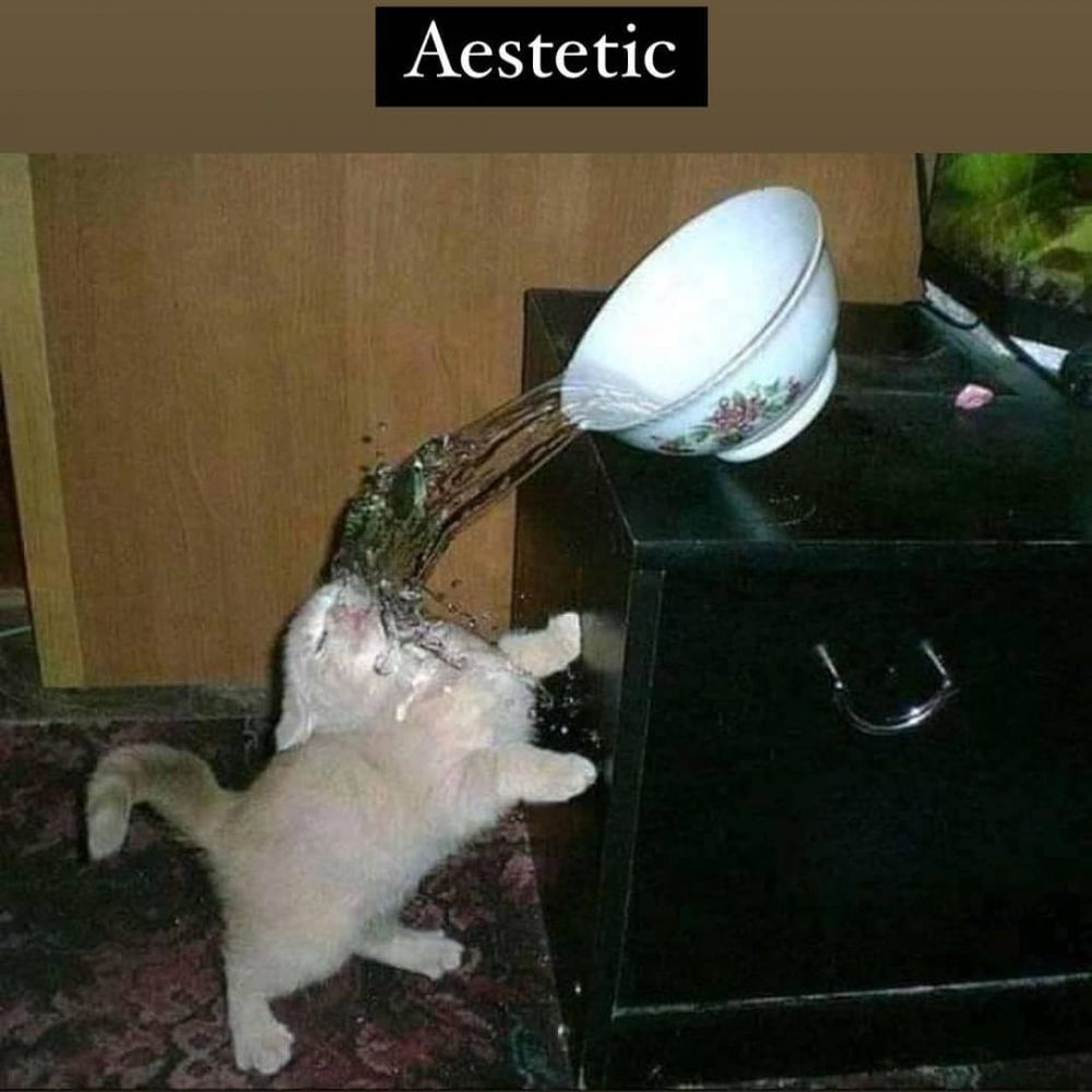 kucing terjebak masalah © Instagram kucing terjebak masalah © Instagram