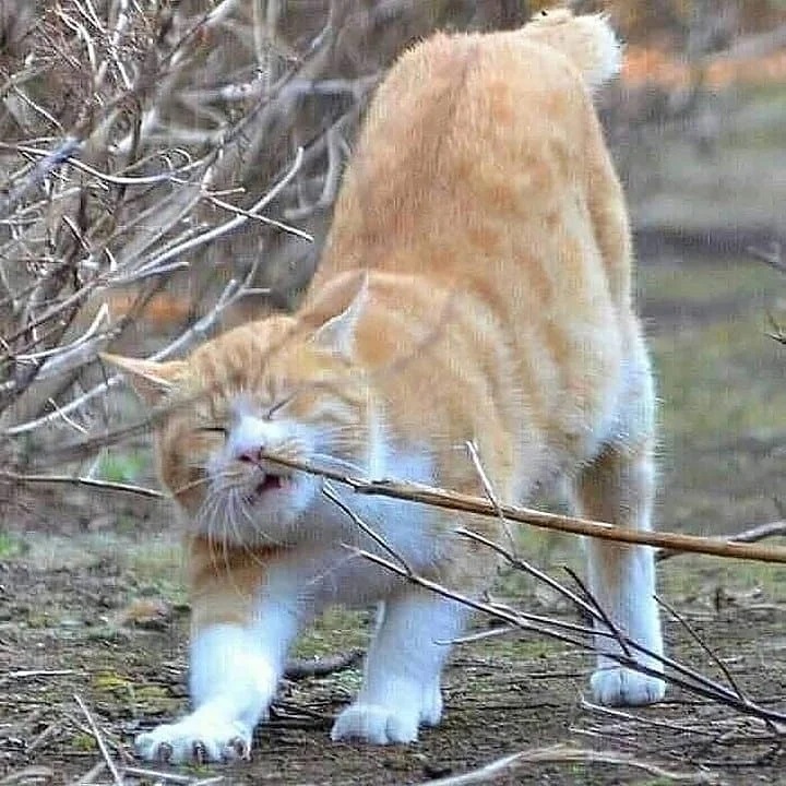 kucing terjebak masalah © Instagram kucing terjebak masalah © Instagram