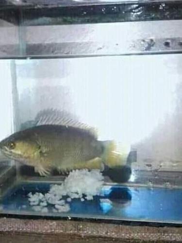 Potret cara unik orang beri makan ikan © berbagai sumber