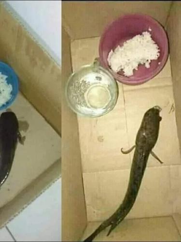 Potret cara unik orang beri makan ikan © berbagai sumber