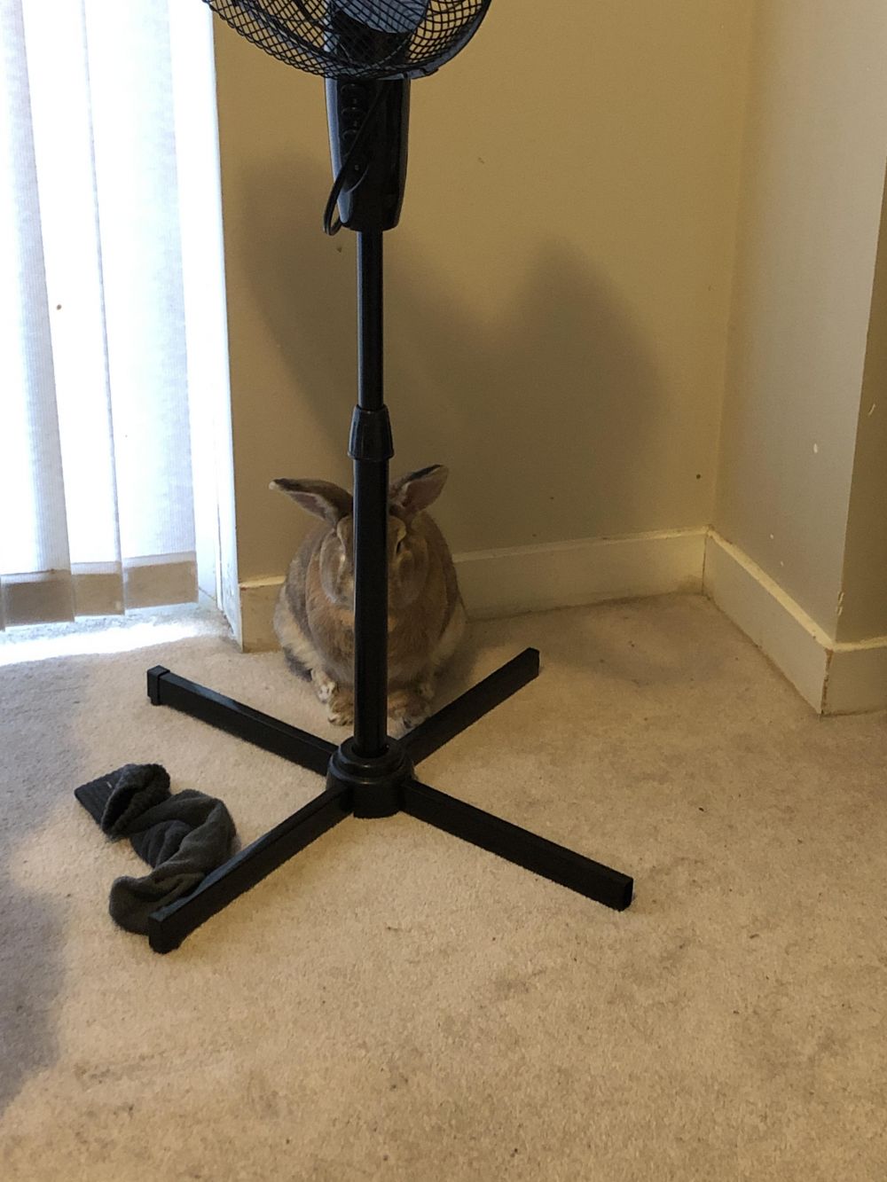 Potret hewan peliharaan gagal bersembunyi © berbagai sumber Potret hewan peliharaan gagal bersembunyi © berbagai sumber