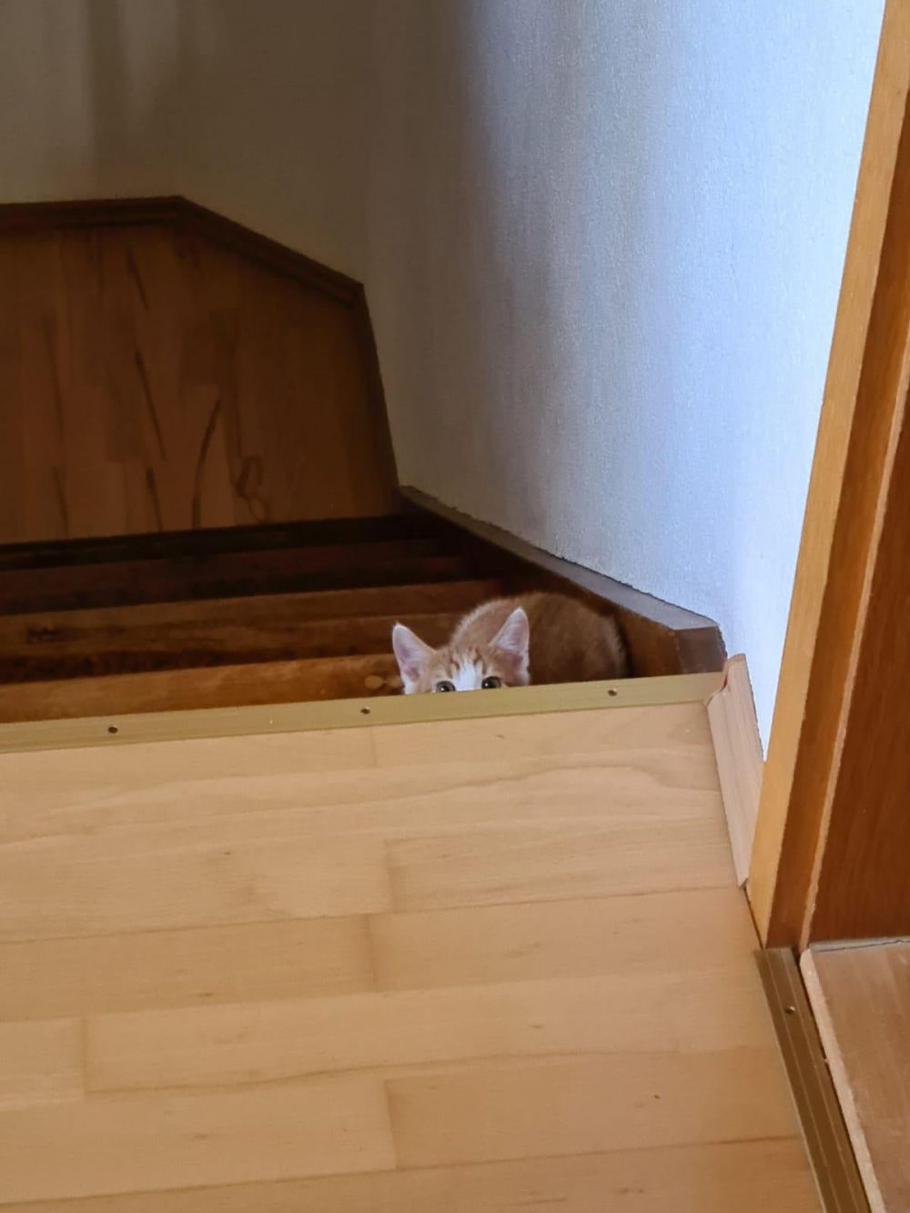 Potret hewan peliharaan gagal bersembunyi © berbagai sumber