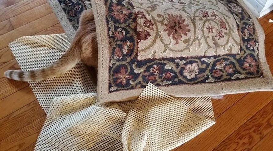 Potret hewan peliharaan gagal bersembunyi © berbagai sumber