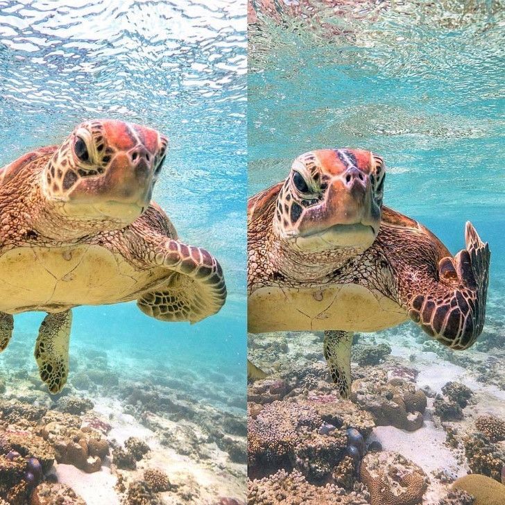 binatang berlagak manusia © berbagai sumber binatang berlagak manusia © berbagai sumber