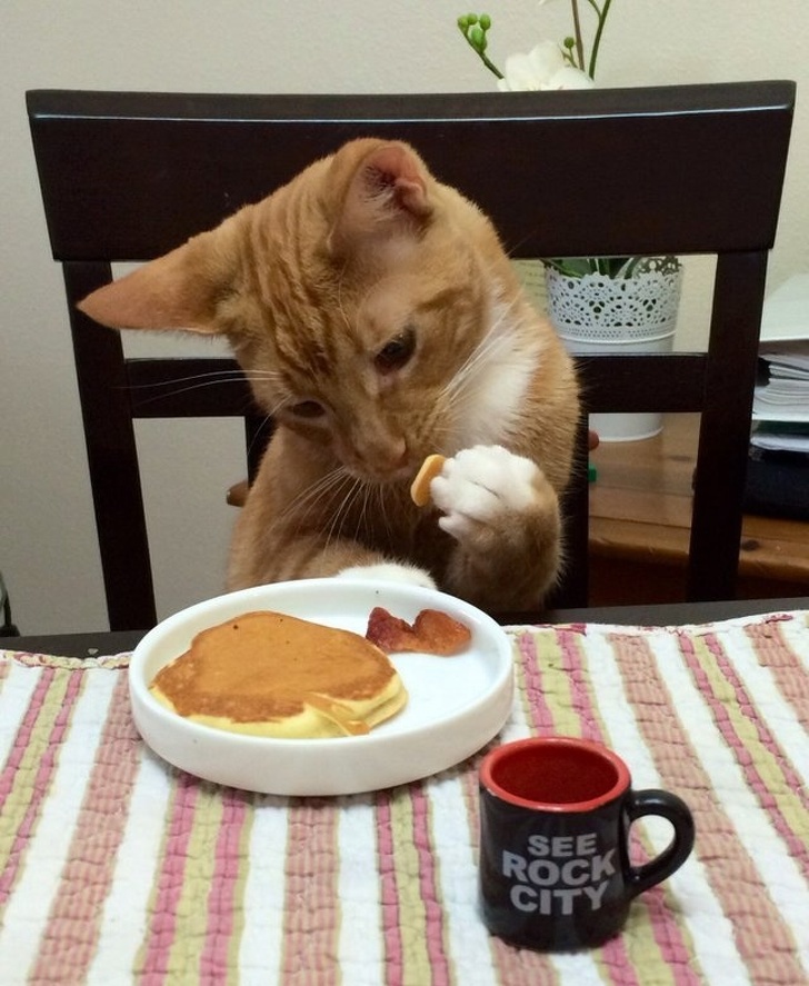 binatang berlagak manusia © berbagai sumber binatang berlagak manusia © berbagai sumber