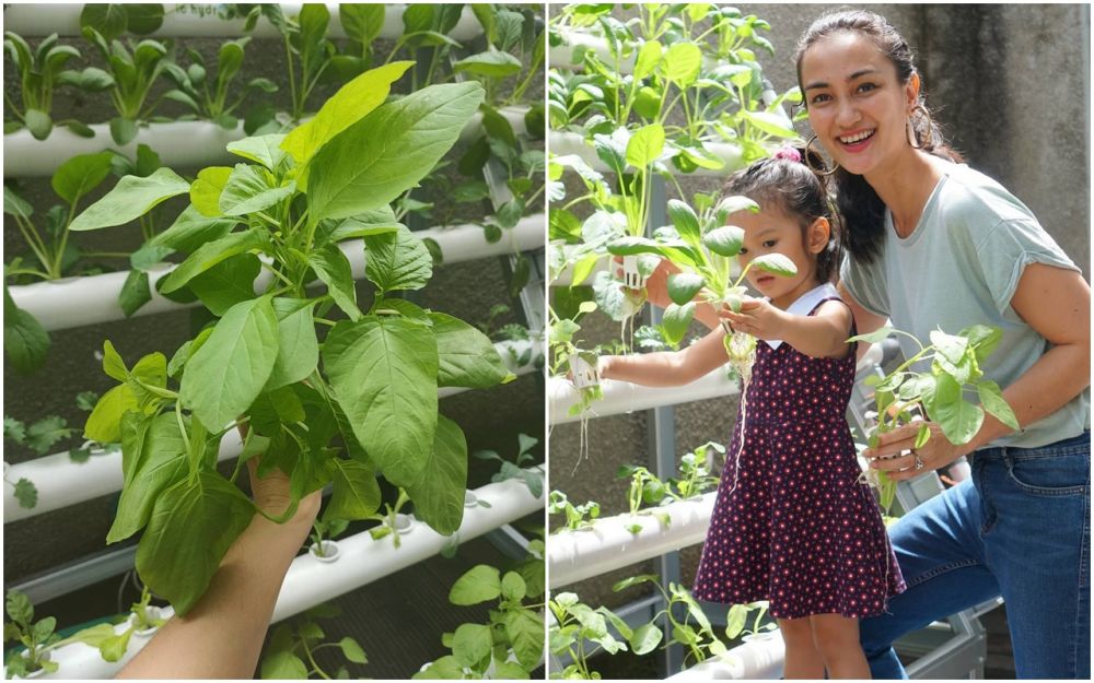 potret kebun sayur di rumah seleb © berbagai sumber potret kebun sayur di rumah seleb © berbagai sumber