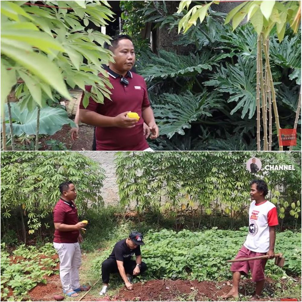 potret kebun sayur di rumah seleb © berbagai sumber potret kebun sayur di rumah seleb © berbagai sumber