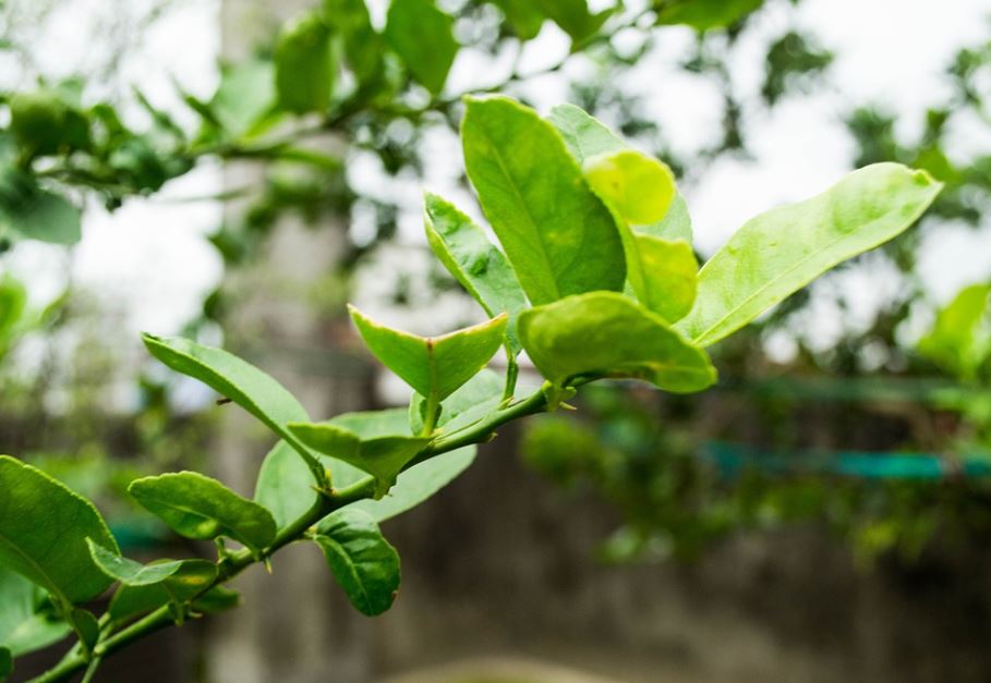 10 Bahan masakan digunakan Bella Saphira hilangkan bau amis ikan