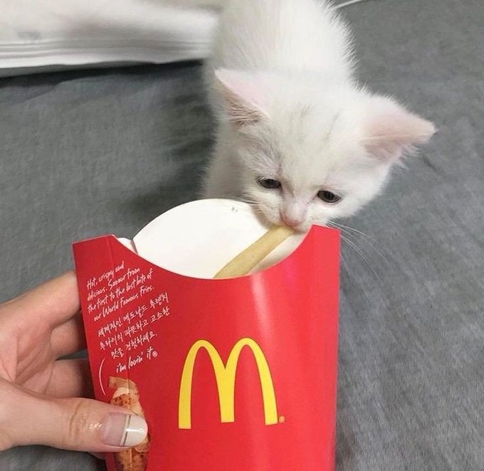 kucing nyolong makanan © berbagai sumber kucing nyolong makanan © berbagai sumber