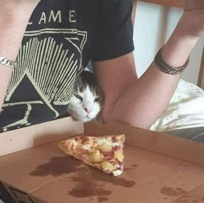 kucing nyolong makanan © berbagai sumber kucing nyolong makanan © berbagai sumber