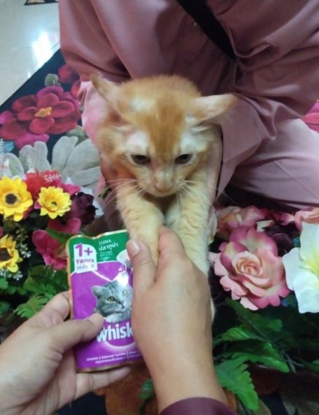 kucing ikut Lebaran © berbagai sumber