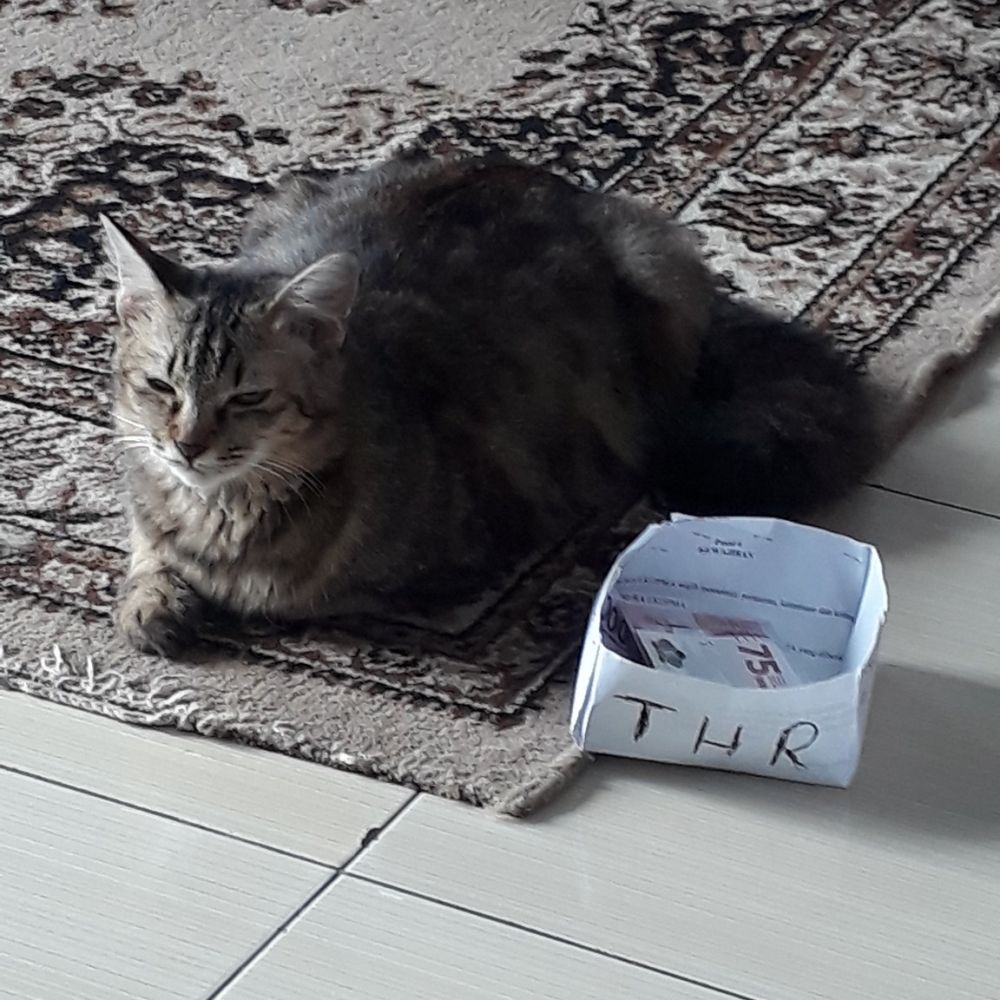 kucing ikut Lebaran © berbagai sumber