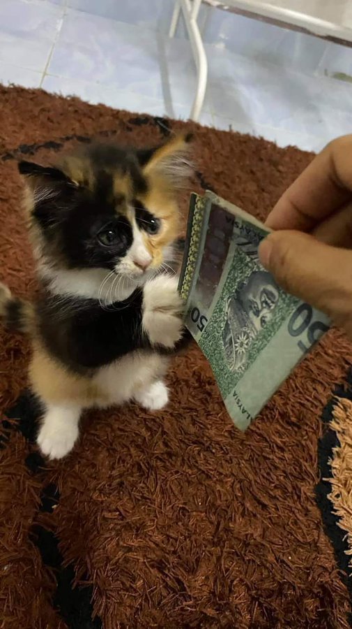 kucing ikut Lebaran © berbagai sumber