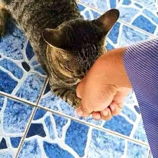kucing ikut Lebaran © berbagai sumber