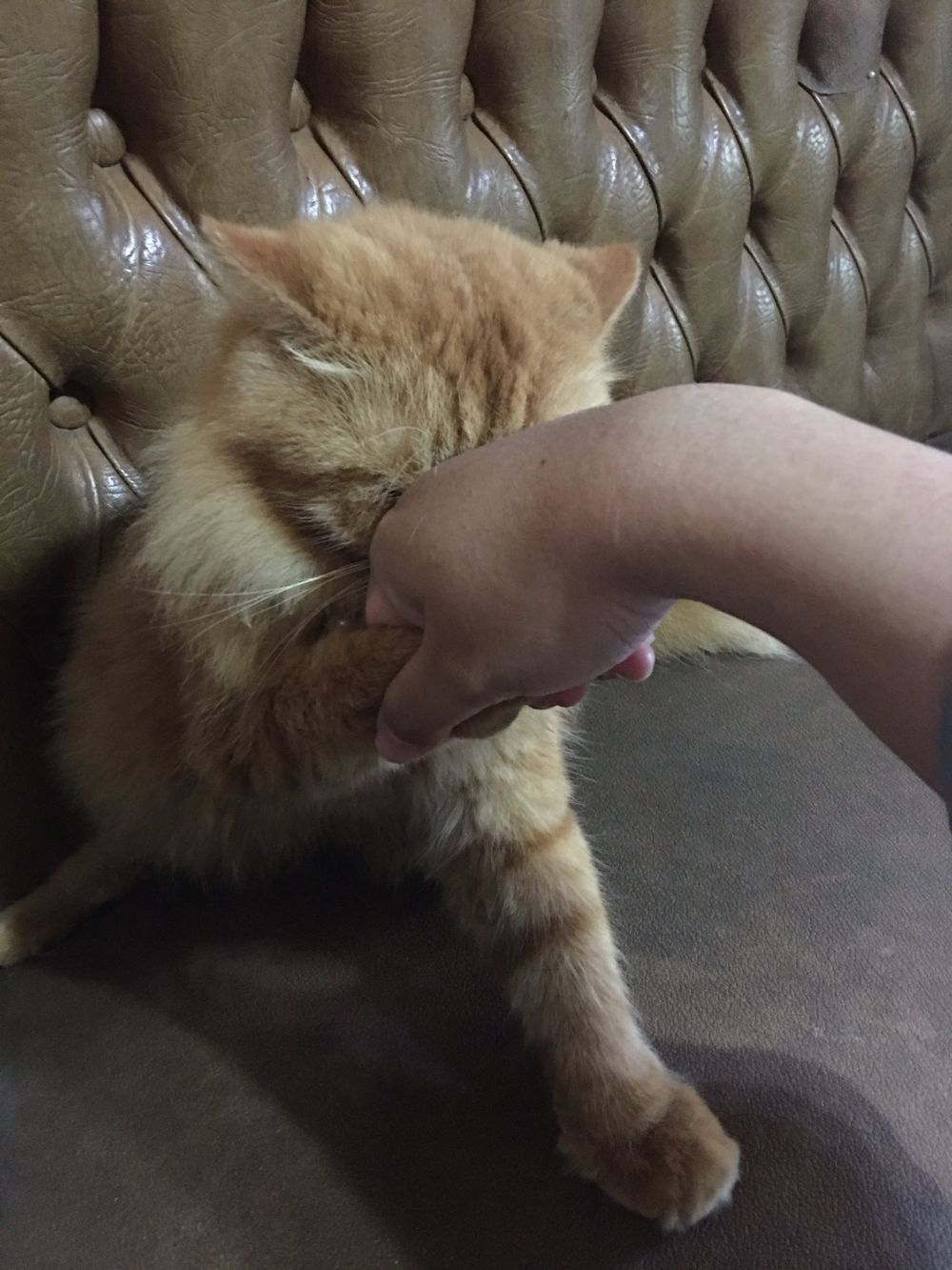 kucing ikut Lebaran © berbagai sumber