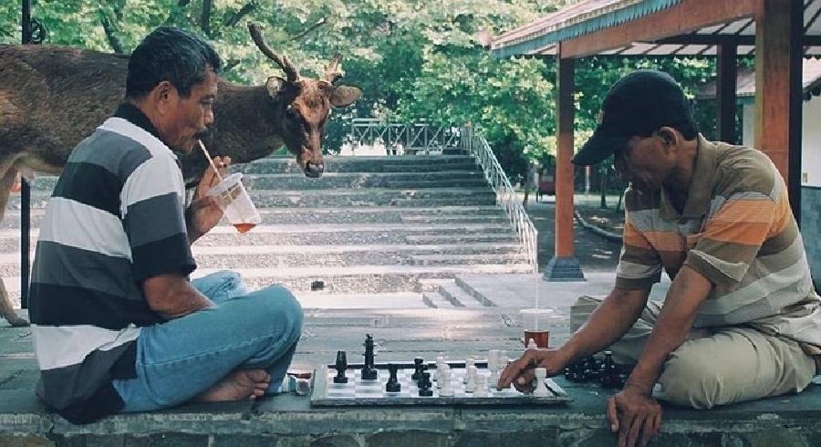 potret lucu bapak-bapak main catur berbagai sumber