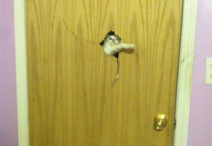 hewan peliharaan minta masuk rumah Berbagai sumber