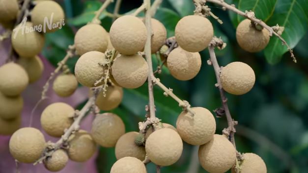 kebun milik eks menteri era gus dur berbagai sumber kebun milik eks menteri era gus dur berbagai sumber