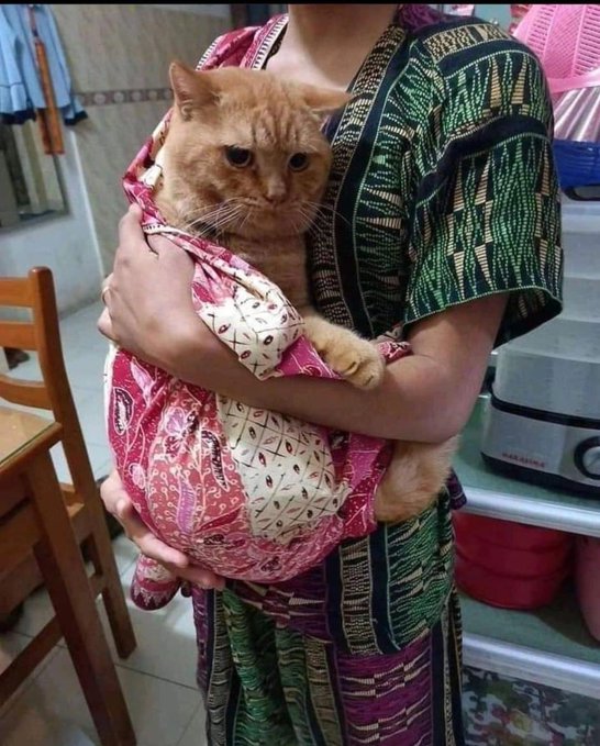 kucing diperlakukan seperti bayi © berbagai sumber kucing diperlakukan seperti bayi © berbagai sumber