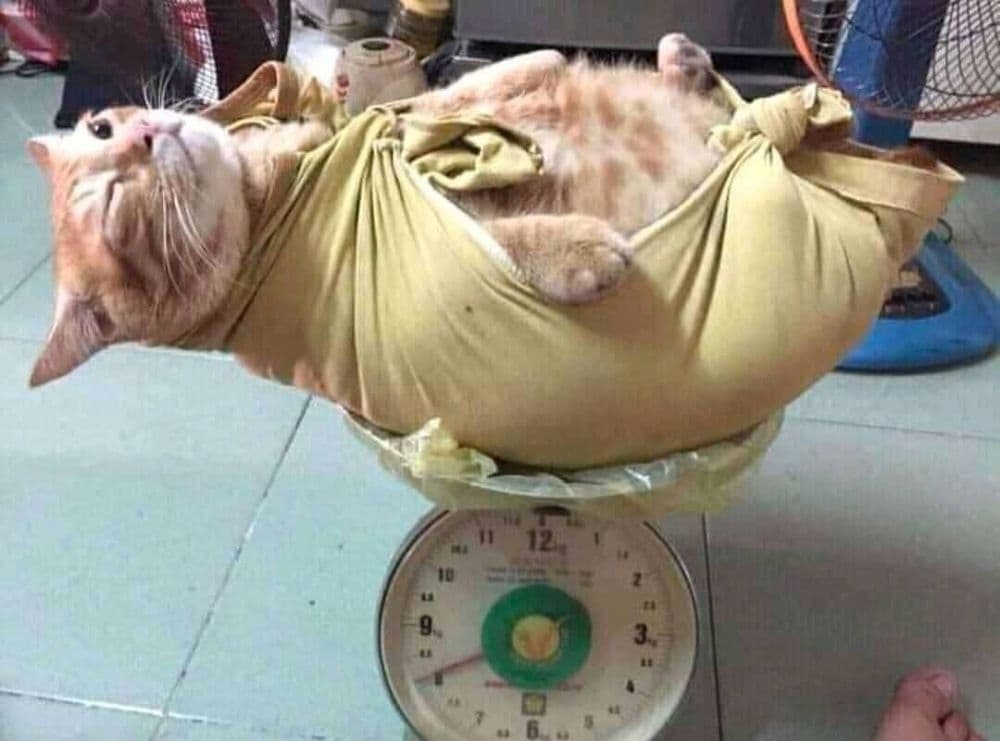 kucing diperlakukan seperti bayi © berbagai sumber kucing diperlakukan seperti bayi © berbagai sumber