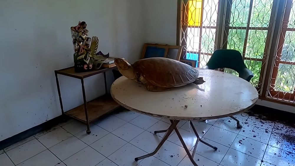 rumah Isye Sumarni terbengkalai © berbagai sumber