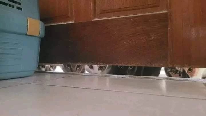 momen pas ada yang ngintip kocak © berbagai sumber momen pas ada yang ngintip kocak © berbagai sumber