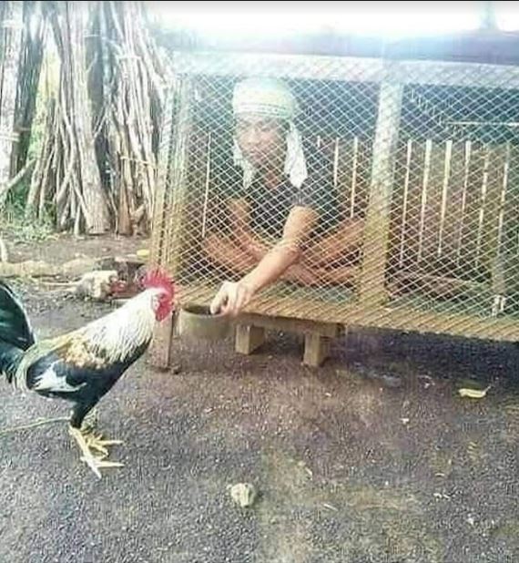 majikan dan hewan peliharaan tukar peran Berbagai sumber majikan dan hewan peliharaan tukar peran Berbagai sumber