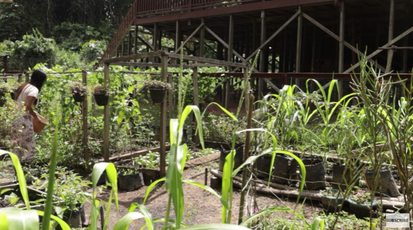 11 Potret kebun rumah hutan keluarga Andrew Kalaweit, tiap hari panen