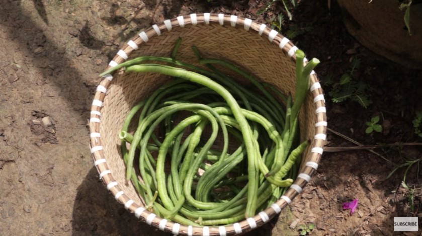 Potret kebun hidroponik keluarga Andrew Kalaweit © YouTube