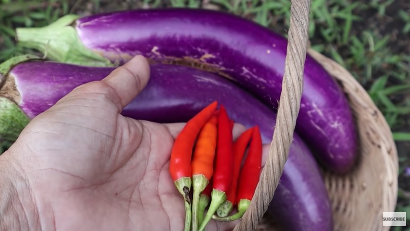 Potret kebun hidroponik keluarga Andrew Kalaweit © YouTube
