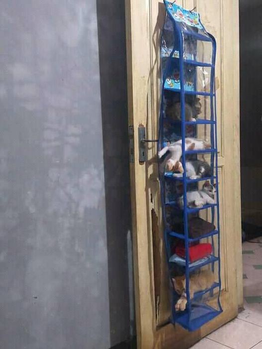 kucing tidur sembarangan © berbagai sumber