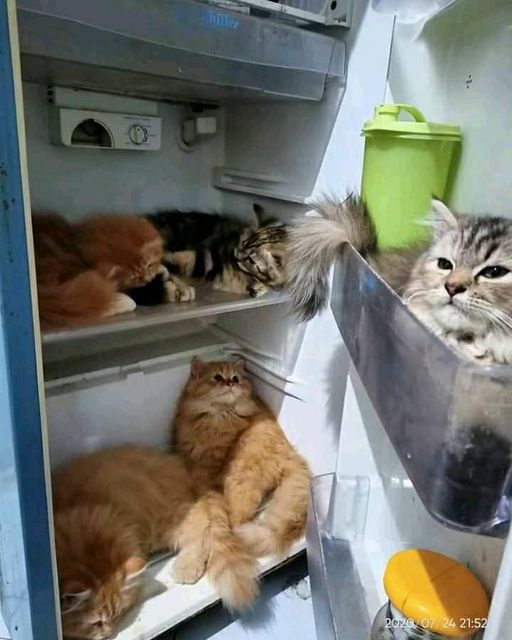 kucing tidur sembarangan © berbagai sumber