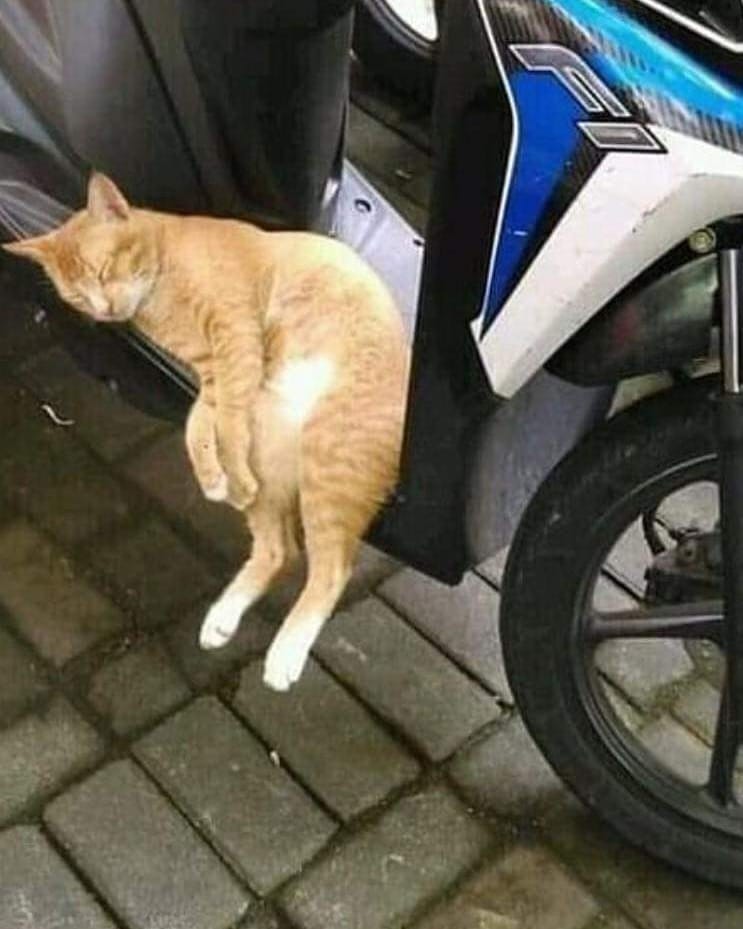 kucing tidur sembarangan © berbagai sumber