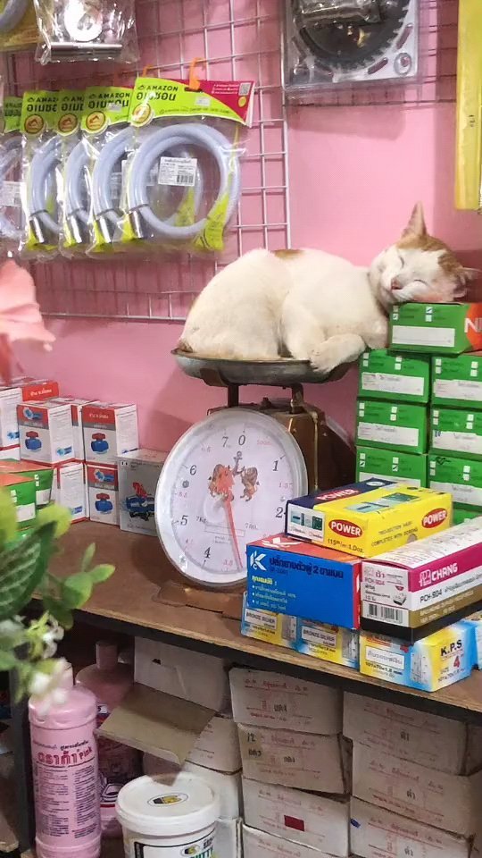 11 Potret lucu kucing tidur di sembarang tempat, bikin tepuk jidat